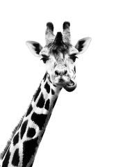 Black and White Giraffe Wallpapers - Top Free Black and White ...