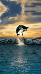 Free Willy 1993 movie