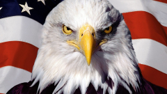 Flag of the United States (american eagle flag) (Bald eagle)