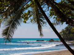 Costa Rica Beach with Tropical Palm Tree Photo Poster Print