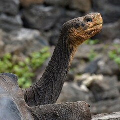 Scientists confirm Galapagos giant tortoise species not extinct ...