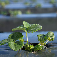 Some California Farmers Pay Water Fee to Protect Aquifers. Does It ...