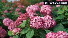 Hydrangea macrophylla