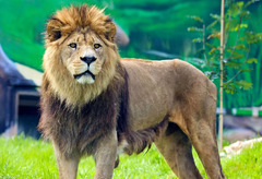 Barbary lion (Asiatic lion)