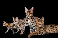 Savannah Cats | F1 Savannah Kittens For Sale | Serval breeder — F1 ...