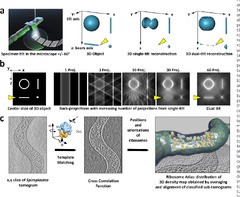 Cryo-electron tomography