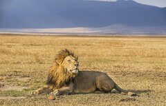 African Lion Facts | Asiatic Lion Facts | Lion Mask