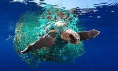 Loggerhead sea turtle (Hawksbill sea turtle) (Green sea turtle)