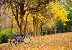 Spring Flowers Yellow Trees Bike Autumn Fall Mood Bokeh s ...