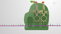 JoVE Science Education > Translation: RNA to Protein