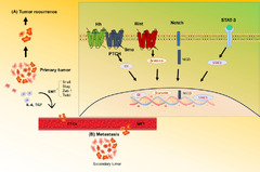 Targeting triple negative breast cancer stem cells using ...