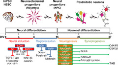 Human Pluripotent Stem Cell-Derived Neurons