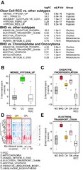 Birt-Hogg-Dubé renal tumors are genetically distinct from other ...