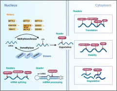 m6A modification: recent advances, anticancer targeted drug ...