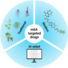 m6A modification: recent advances, anticancer targeted drug ...