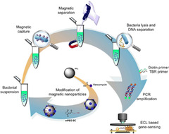 Application of magnetic nanoparticles in nucleic acid detection ...