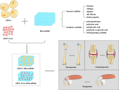 Adipose-derived stem cell-based optimization strategies for musculoskeletal regeneration: recent advances