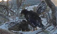 One of two bald eagle eggs to hatch in California mountains dies a ...