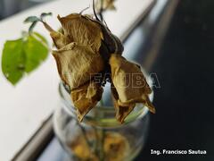 Tizón de la flor del Rosal (Botrytis cinerea) | Herbario Virtual ...