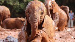 Elephant orphanage offers new life in Kenya's Nairobi National ...