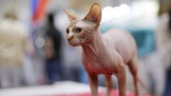 Sphynx cat