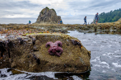 Olympic National Park — The Greatest American Road Trip