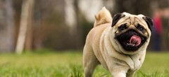 Pug Adoption: Pug Puppies for Sale and Adoption - Adoptapet