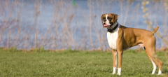 Boxer Adoption: Boxer Puppies for Sale and Adoption - Adoptapet