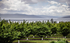 Flathead Cherry Industry Sees Near-Total Crop Loss - Flathead Beacon