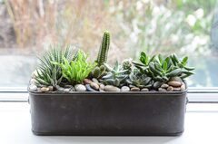 Eight House Plants To Grow On A Windowsill | BBC Gardeners World ...