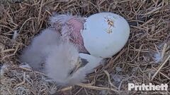 Two bald eagle eggs have hatched in Florida as the world watched ...