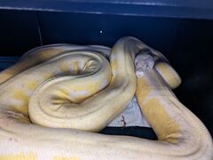 Reticulated python