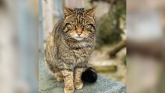 Scottish wildcats bred in captivity released to the wild in a bid ...