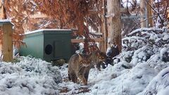 Scottish wildcats bred in captivity released to the wild in a bid ...