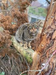 Scottish wildcats bred in captivity released to the wild in a bid ...