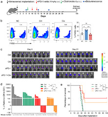 Interaction of glioma-associated microglia/macrophages and anti ...