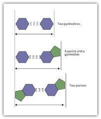 Nucleic Acid Structure