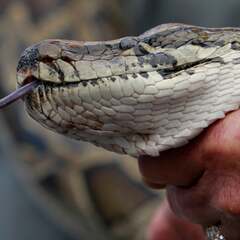 Central African rock python