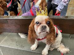 Cavalier King Charles Spaniel