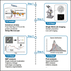 Protocol for single-molecule labeling and tracking of bacterial ...