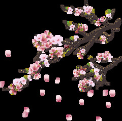 Cherry Blossom Tree