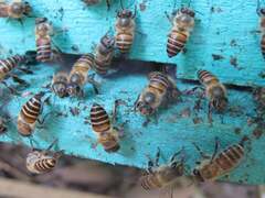 Honey bees use animal poo to repel giant hornet attacks | Bees ...