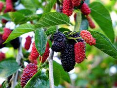 How To Grow A Mulberry Tree - Bunnings Australia