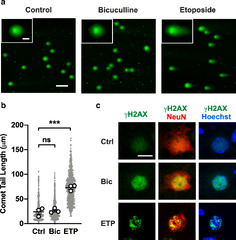 Early neuronal accumulation of DNA double strand breaks in ...