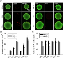 Size-controlled human adipose-derived stem cell spheroids ...