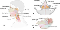 Genetically engineered mouse models of head and neck cancers ...