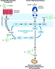 Insulin signaling as a therapeutic mechanism of lithium in bipolar ...