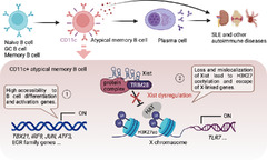 Epigenetic regulation of B cells and its role in autoimmune ...