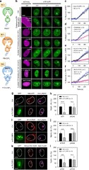 DNA damage causes rapid accumulation of phosphoinositides for ATR ...