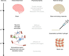 Towards brain-tissue-like biomaterials | Nature Communications